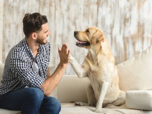 high five human, dog giving a paw to a handsome man in the house